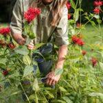 featured image for the post "what not to plant with bee balm"