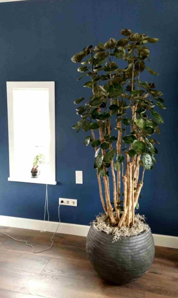 A blue room with plants on the wooden floor 