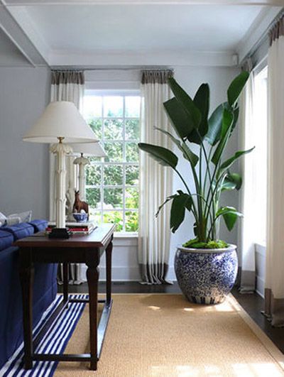 A white living room with blue plant pot with white trim windows