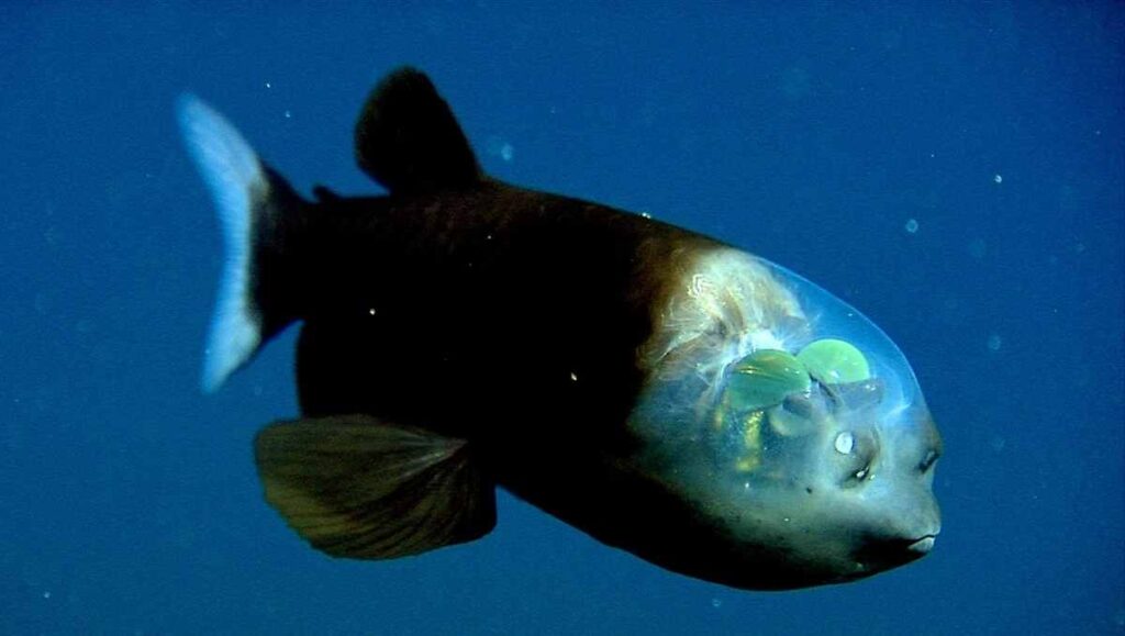 Barreleye Fish