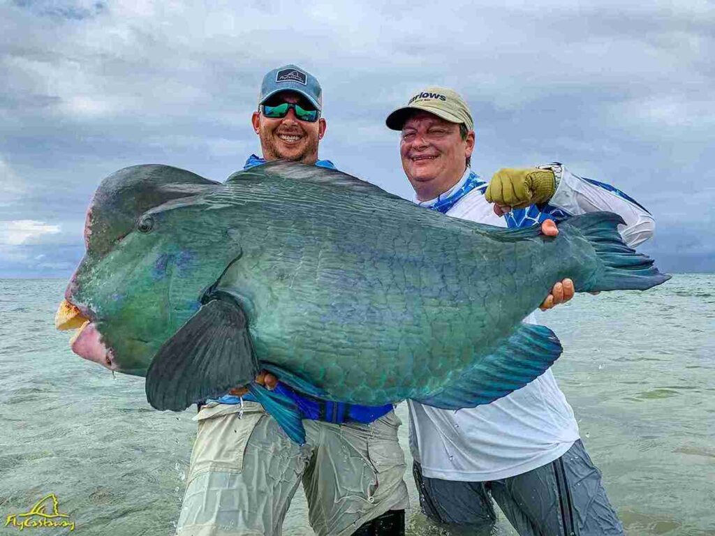 Bumphead Parrot Fish