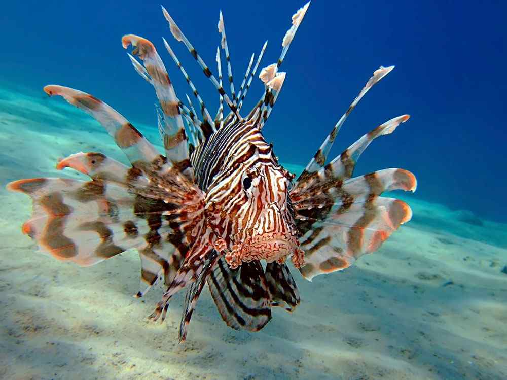 Lion Fish
