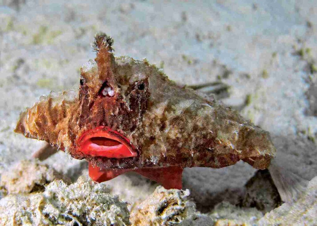 batfish