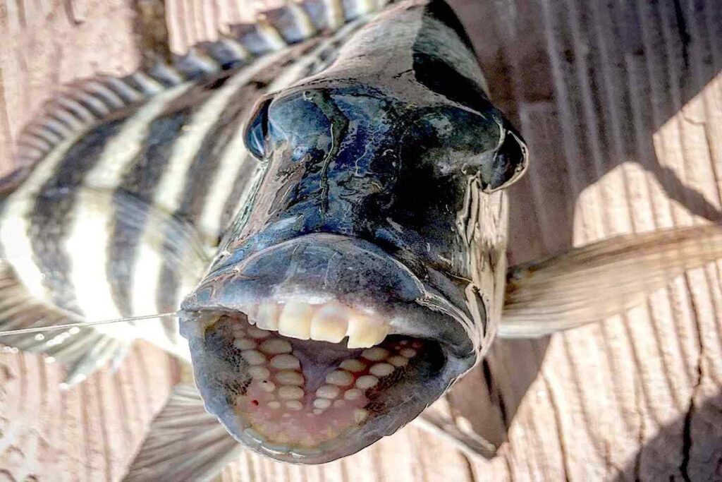Sheepshead Fish