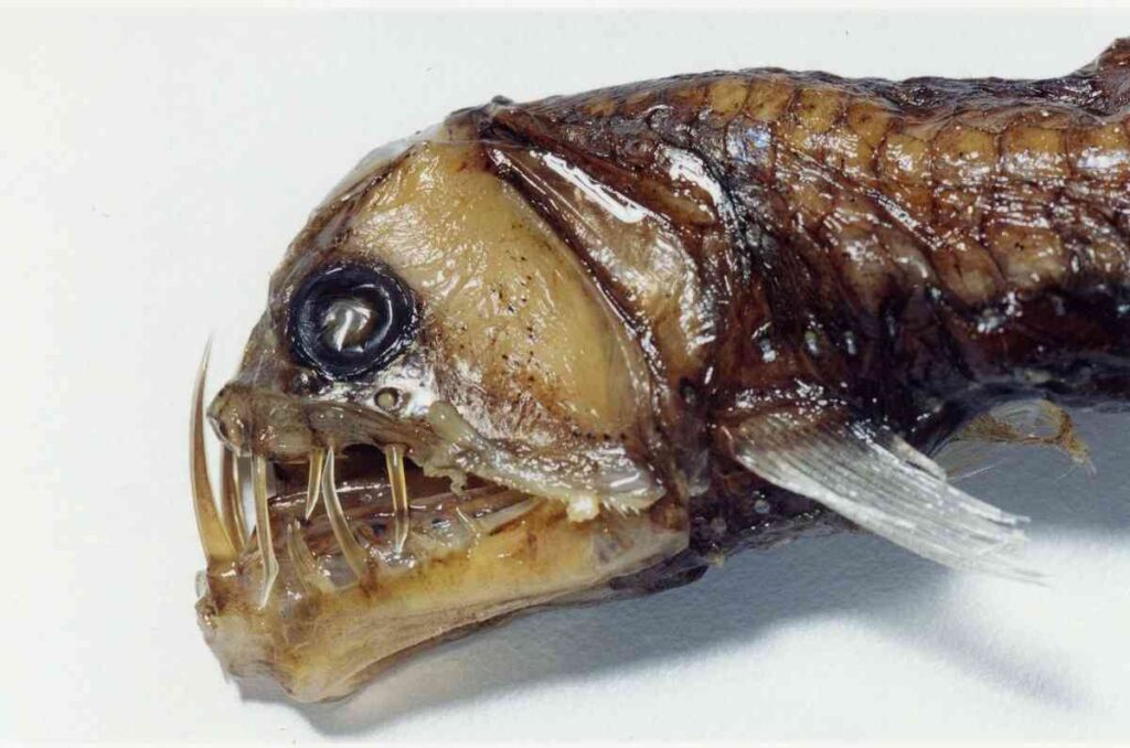 Sloane's Viperfish