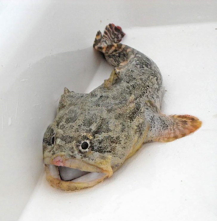 Toad Fish