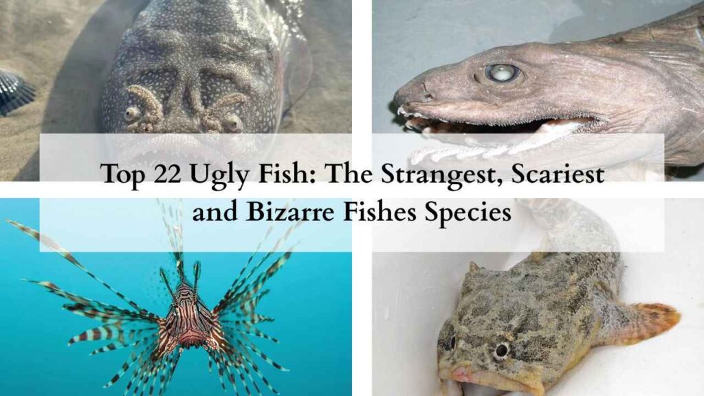 Top 22 Ugly Fish The Strangest, Scariest and Bizarre Fishes Species