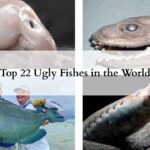 Top 22 Ugly Fishes in the World featured image