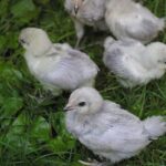 a-little-white-chicks-on-a-green-leaf-ground