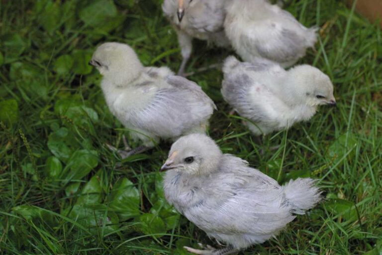 a-little-white-chicks-on-a-green-leaf-ground