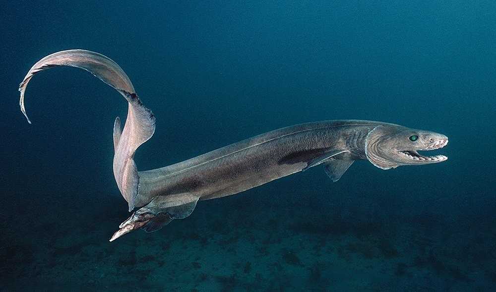 frilled-shark