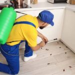 man-is-doing-pest-control-in-a-kitchen-and-several-cockroches-are-out-on-a-ground