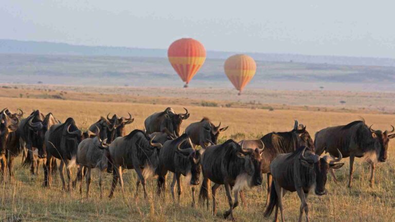 Why the Serengeti Is Perfect for a Honeymoon