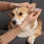 Keeping Your Dog Comfortable Indoors Hygiene Tips for Modern Homes featured Image