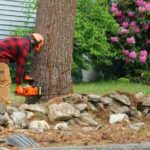 a-person-cutting-a-large-tree-with-a-chainsaw-the-person-is-wearing-protective-gear-including-a-safety-helmet-and-gloves