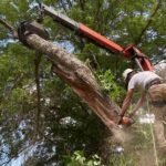 a-worker-trimming-a-large-tree-branch-using-professional-equipment