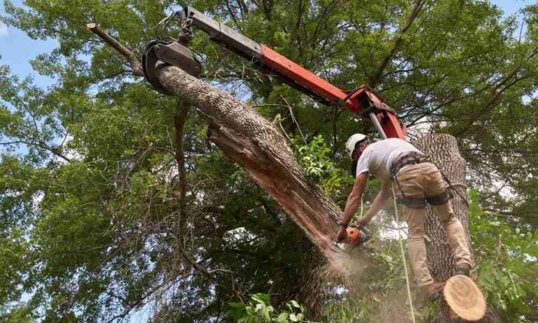 When It’s Time to Remove a Tree: Signs Every Homeowner Should Know a-worker-trimming-a-large-tree-branch-using-professional-equipment