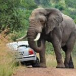 a-large-african-bush-elephant-closely-interacting-with-or-rubbing-against-a-car-on-a-road